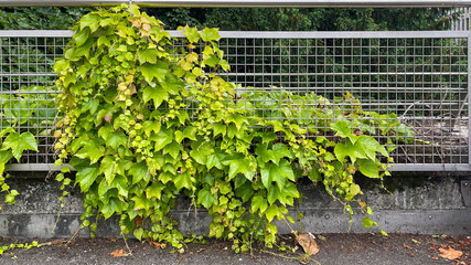 Lush green ivy climbing on a metal fence and concrete wall