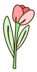 pink tulip flower