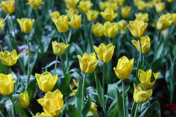 Obraz premium Cheerful field of vibrant yellow tulip flower blooming in spring garden. Beautiful floral background with green leaf detail representing new life and nature beauty