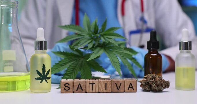 Wooden blocks on lab table spell word Sativa near cannabis plant. Scientist studies hemp leaves and bottles of aromatic cannabis oil extracts