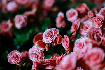 Charming close up of pink begonia flower in beautiful garden. delicate, romantic floral background shows nature beauty and soft petal with shallow depth of field