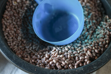 Blue scoop in bowl of fresh, natural, brown food. These healthy tiger striped peanut nuts create feeling of abundance and simple, wholesome nutrition