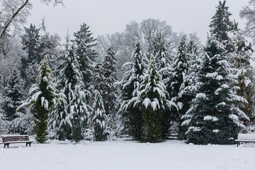 Snowy evergreen trees in quiet winter park during overcast day