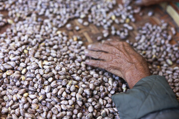 Elderly hand sorting large pile of raw tiger striped peanuts. agricultural background shows harvest...
