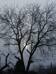 Dramatic Silhouette of Bare Tree Against Grey Sky