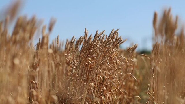 Bright midday landscape showcasing abundant wheat and clear skies