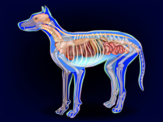 Detailed medical illustration of dog anatomy presented in side view, showing the skeletal structure and internal organs through a transparent body outline. Veterinary Dog Anatomy Diagram
