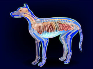 Detailed medical illustration of dog anatomy presented in side view, showing the skeletal structure and internal organs through a transparent body outline. Veterinary Dog Anatomy Diagram