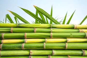 Fresh sugarcane stalks stacked