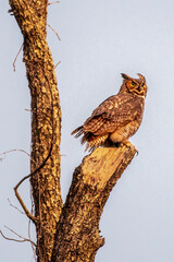 Obraz premium Great Horned Owl Perching on Broken Tree Branch