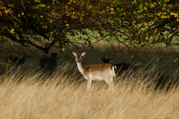 A mature fallow deer roe in long grass looking at the camera.