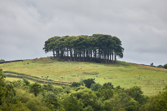 An isolated grove of beech trees on sunlit Lifton Hill or Cookworthy Knapp, called Nearly Home Trees or Welcome Home Trees.