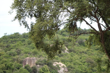 A view of trees in a mountain valley