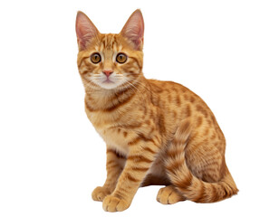 Orange tabby cat sitting on transparent background isolated