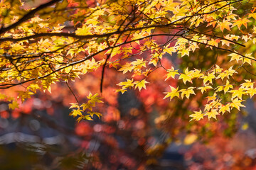 秋の光に透ける黄色とオレンジ色のモミジの紅葉