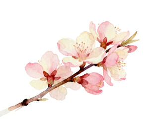 Blossom Branch: Captivating illustration of a blossom branch showcasing delicate pink petals and a graceful stem, symbolizing the renewal of nature.