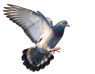 Pigeon in mid flight with wings spread wide isolated on transparent background