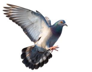 Pigeon in mid flight with wings spread wide isolated on transparent background