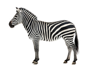 Fototapeta premium Realistic zebra standing sideways isolated on transparent background