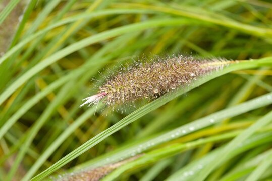 Plant list 2025 - Cenchrus alopecuroides (L.) Thunb.