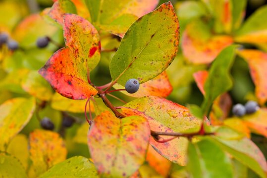 Plant list 2025 - Nyssa sylvatica