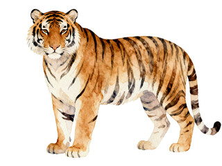 Fototapeta premium Tiger's Majestic Stance: An illustration capturing the powerful and regal essence of a tiger, showcasing its striking stripes and piercing gaze.