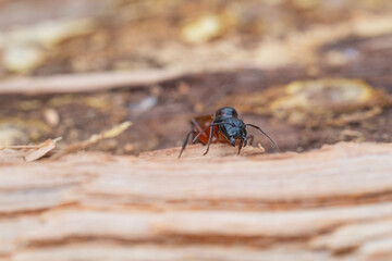 Closeup of the Mandible and Teeth of a Carpenter Ant
