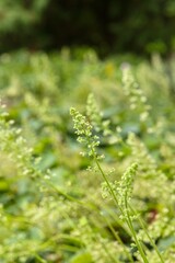 Plant list 2025 - Heuchera villosa (var. macrorrhiza)