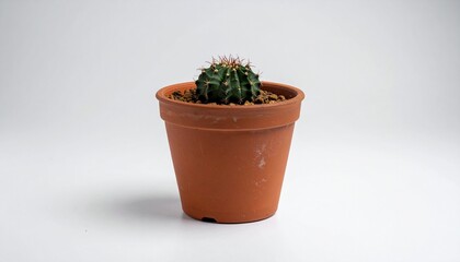 cactus in flowerpot