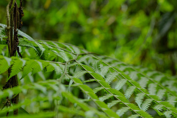 Small green snake camouflaged on lush fern leaf in tropical rainforest jungle.