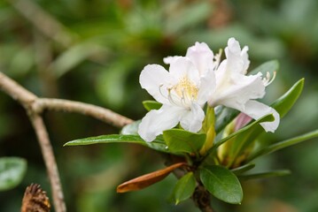 Fototapeta premium Plant list 2025 - Rhododendron hybridum (Cunninghams White)