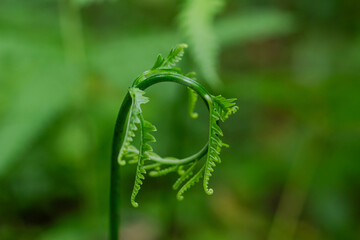 Closeup of vibrant green unfurling fern frond or fiddlehead in natural lush forest setting