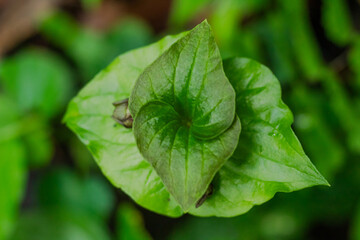 Close Up View of Vibrant Green Young Plant Shoot Unfurling in Nature