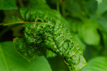 Close-up macro shot of a green leaf severely curled, distorted, and damaged by pest infestation or plant disease, against a blurred natural background.