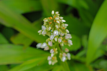 Close up view of small white flower buds cluster and green leaves background in botanical garden.