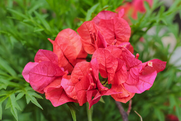 Close-up view of bright red-pink Bougainvillea flower cluster showing detailed veins on bracts, against blurred green foliage background.