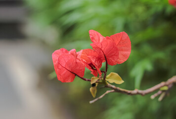 Red Bougainvillea Flower Close Up on Branch with Soft Green Bokeh Background