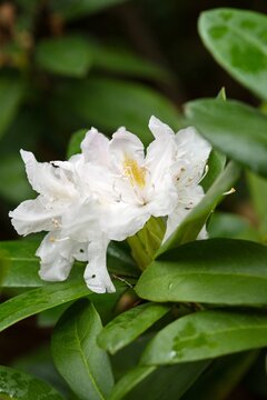 Plant list 2025 - Rhododendron insigne (Schneewittchen)