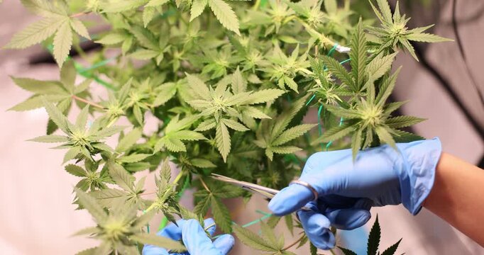 Woman uses small manicure scissors to trim marijuana leaves from plant. Female in rubber gloves evaluates quality of cannabis buds in lab. Slow motion