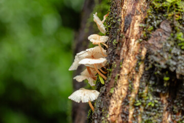Pale wild mushrooms growing vertically on mossy tree bark in a tropical forest environment.