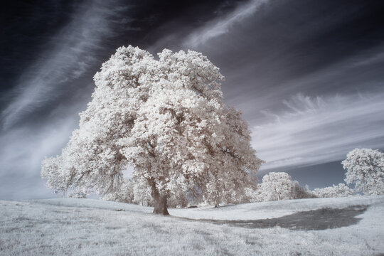 Infrared false-color photo of a solitary blue oak tree in Redding, California, with dramatic skies and a surreal, ethereal landscape