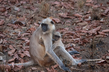 Gray langur, or Hanuman langur