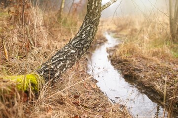Autumn landscape with a leaning birch tree covered in moss over a winding stream. Dry grass and dense thickets in natural, diffused light. Peaceful mood of wild nature in the countryside.
