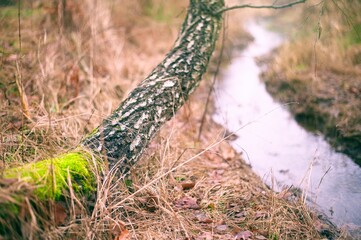 Atmospheric photo with shallow depth of field. Mossy birch in focus, winding stream and autumn brush softly blurred (bokeh). Dreamy, artistic vibe with soft, natural light.
