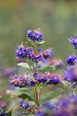 Obraz premium Plant list 2025 - Caryopteris × clandonensis (Grand Bleu)