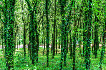green spring  season forest view background with salad leaves and sun rays. Scenic forest of fresh green trees framed by leaves, with the sun casting its warm rays through the foliage