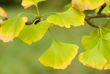 Obraz premium Plant list 2025 - Ginkgo biloba (Tit)