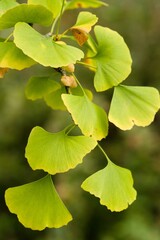 Plant list 2025 - Ginkgo biloba (Tit)