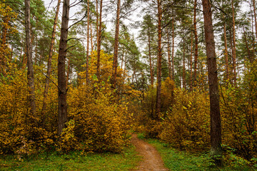Obraz premium Forest path in autumn park with tall pine trees and golden foliage. Nature trail in seasonal woodland for outdoor activity. Scenic landscape.