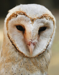 Barn owl